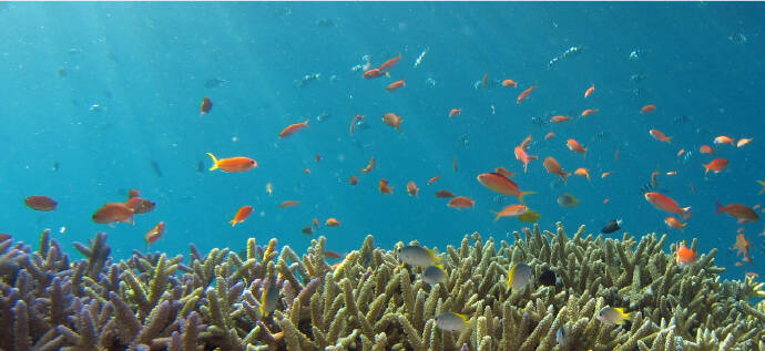 サンゴ礁の周りを泳ぐ色とりどりの熱帯魚の群れ